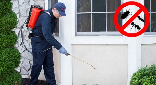 Amasra Kemirgen İlaçlama böcek ilaçlama ve haşere kontrolü — ilaclama-tr.com